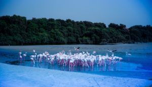 Ras Al Khor, flamingo rezervátum Dubaiban