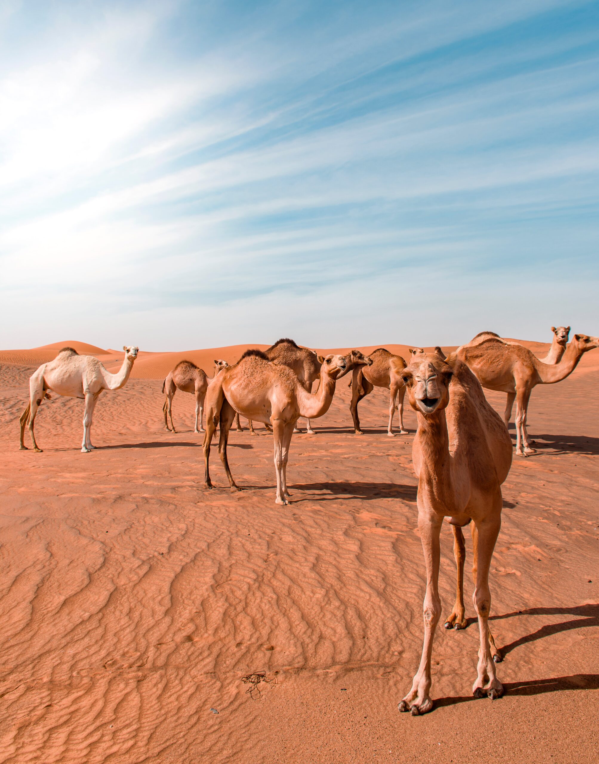 Dubai sivatagi szafari tevékkel