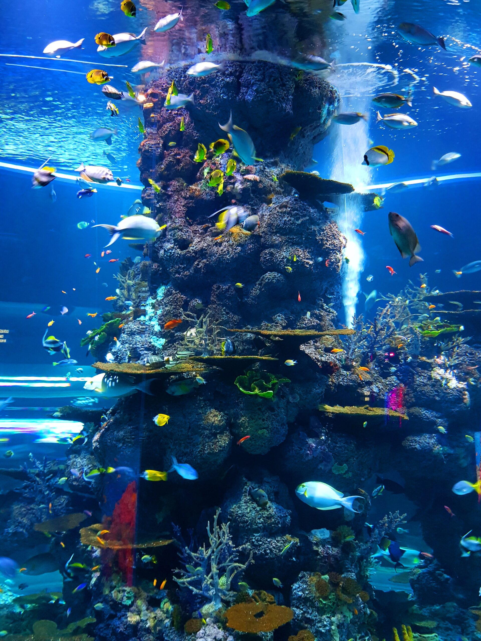 Dubai akvárium