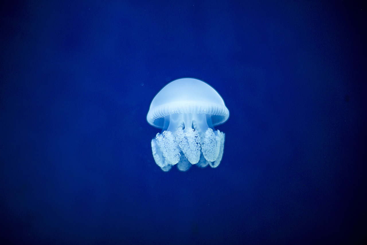 Dubai akvárium medúza